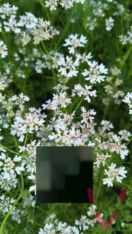 Cau dhd - 🥇 Verified & Reliable Independent Escort Service Photo 1